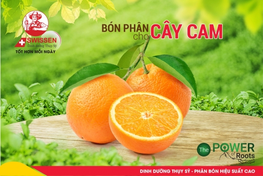 Giải Pháp Dinh Dưỡng Cho Cây Cam