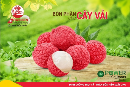 Giải Pháp Dinh Dưỡng Cho Cây Vải Thiều